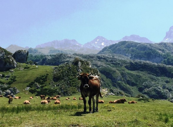 vaca