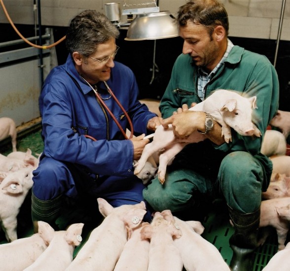 Animales sanos