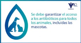 Infografia antibioticos perro